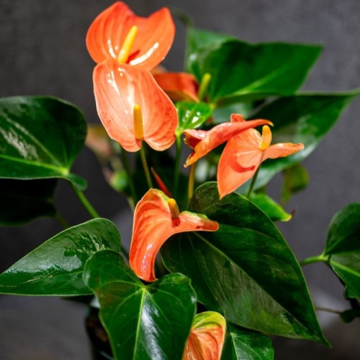 Anthurium Adios Orange – Ghiveci