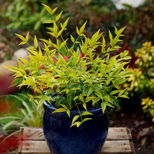 Arbust ornamental - Bambus Sfânt Nandina Lemon Lime - ghiveci 2L - Aqua Flowers