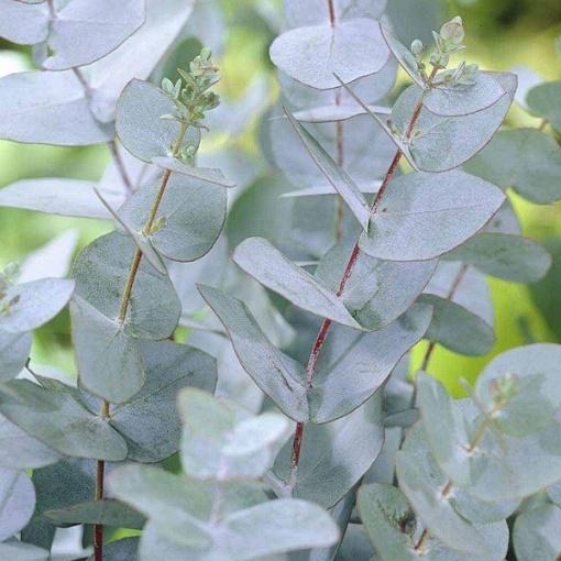 Arbust ornamental - Eucalipt Gunnii Azura