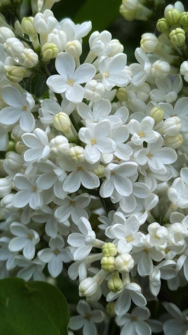 Arbust ornamental - Liliac Monique Lemoine - ghiveci 2L - înălțime la livrare 70-90cm - Aqua Flowers