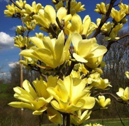 Arbust ornamental - Magnolia galbenă Yellow Bird - ghiveci - Aqua Flowers