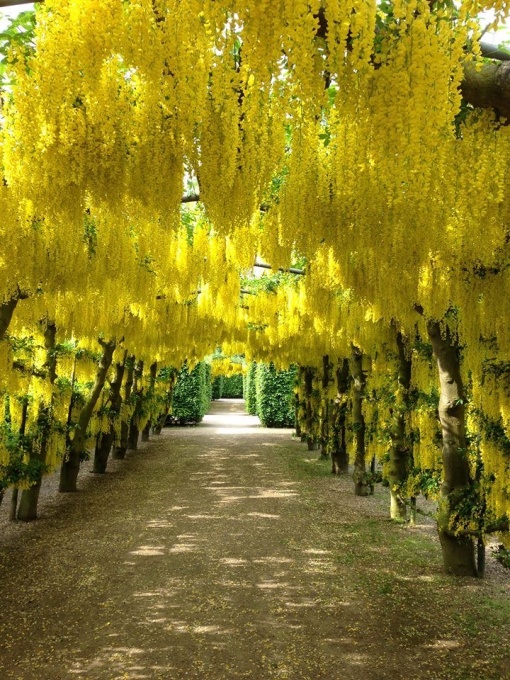 Arbust ornamental - Salcam Galben - Laburnum anagyroides - Ghiveci 2L - Aqua Flowers