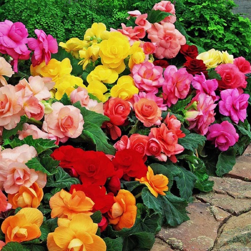 Bulbi Begonia Mix – Pachet 3 Bulbi - Aqua Flowers