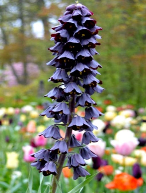 Bulbi Fritillaria - Persica - Aqua Flowers