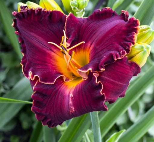 Bulbi Hemerocallis - Excellent – Pachet 1 Bulb - Aqua Flowers