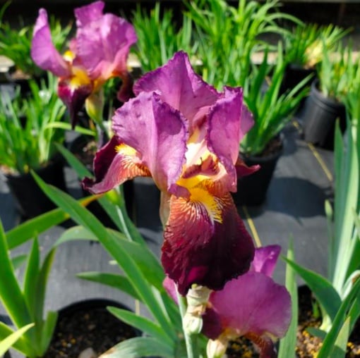 Bulbi Iris Germanica - Wine and Roses – Pachet 1 Bulb - Aqua Flowers