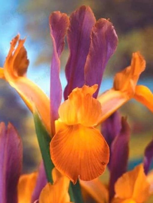 Bulbi Iris Hollandica - Bronze Purple Pachet 5 Bulbi - Aqua Flowers