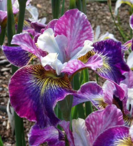 Bulbi Iris Sibirica - Charming Billy – Pachet 1 Bulb - Aqua Flowers