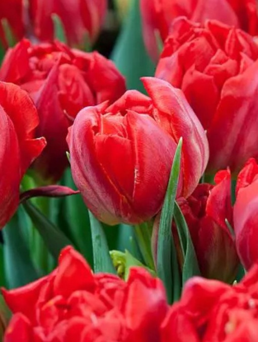 Bulbi Lalele Abba – Pachet 5 Bulbi