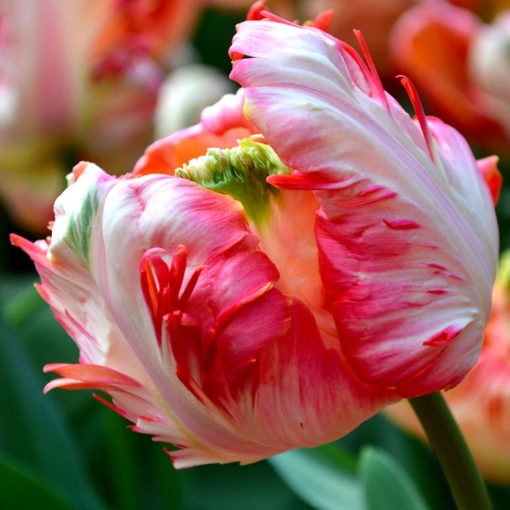 Bulbi Lalele Apricot Parrot – Pachet 5 Bulbi