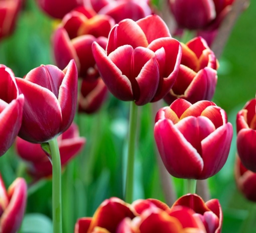 Bulbi Lalele Armani – Pachet 5 Bulbi