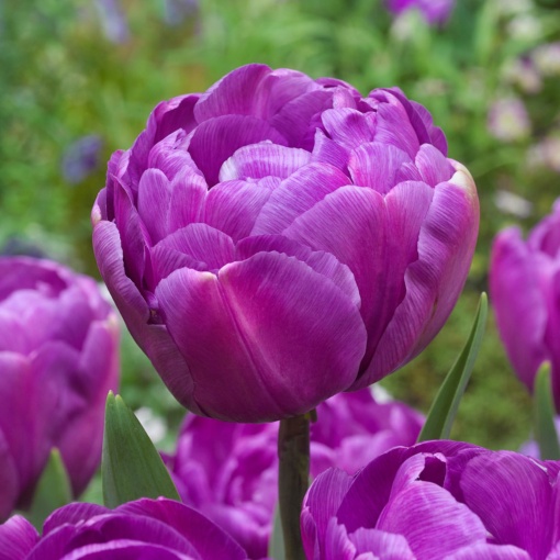 Bulbi Lalele Blue Diamond – Pachet 5 Bulbi