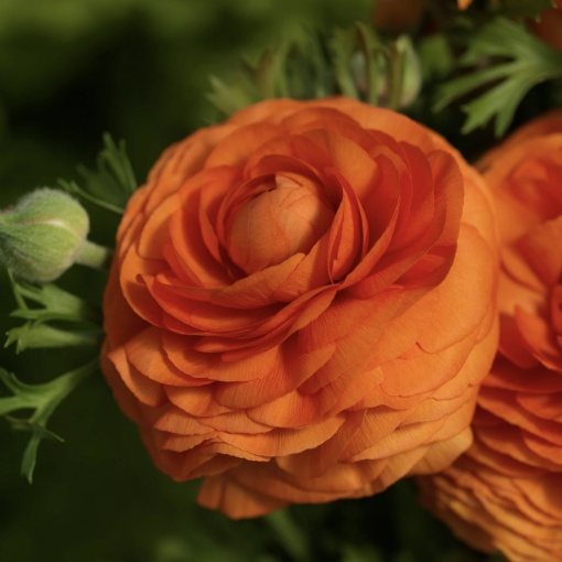 Bulbi Ranunculus - Orange - Pachet 10 Bulbi