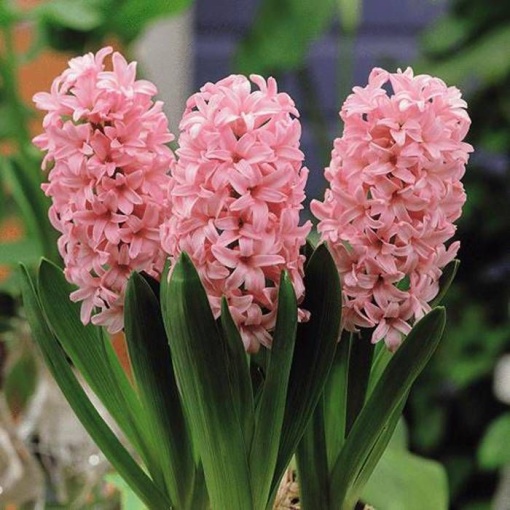 Bulbi Zambile Hermoine – Pachet 3 Bulbi