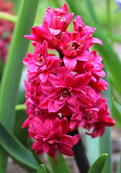 Bulbi Zambile Hollyhock – Pachet 3 Bulbi