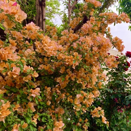 Floare terasă/balcon - Floarea de Hartie (Bougainvillea sanderiana) – Portocalie – Ghiveci 2L - Aqua Flowers