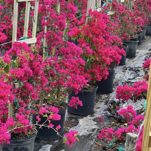 Floare terasă/balcon - Floarea de Hartie (Bougainvillea sanderiana) – Cyclam – Ghiveci 2L - Aqua Flowers