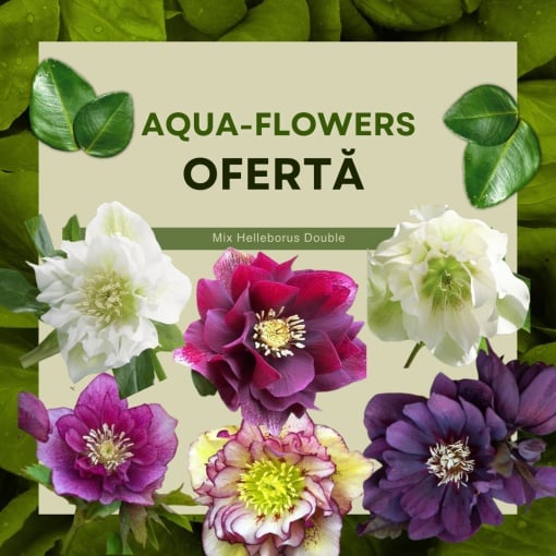 Helleborus - Spânz - Double Mix – Pachet 3 Rădăcini - Aqua Flowers