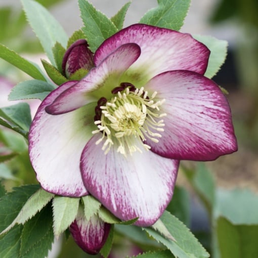 Helleborus - Spânz - Sugar Plum – Pachet 1 Rădăcină - Aqua Flowers