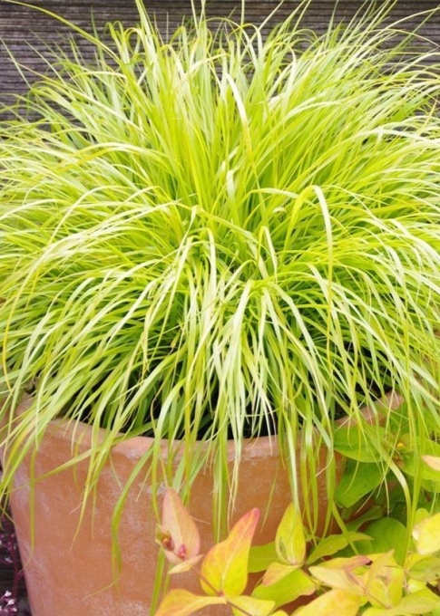 Iarba decorativă aurie - Festuca glauca 'Amigold' - Ghiveci - Inaltime la livrare 20-30cm Aqua Flowers