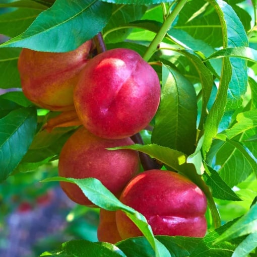 Nectarin Cora - Rădăcină Ambalată, Anul 2 - Soi Dulce și Productiv pentru Grădină - Aqua Flowers