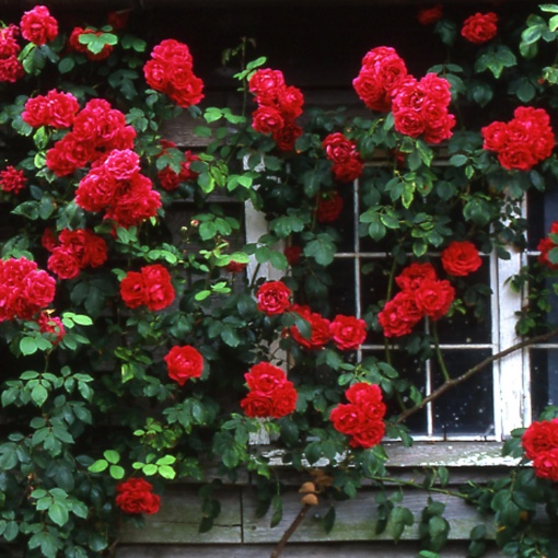 Trandafiri cățǎrători - Paul’s Scarlet Parfumat - Ghiveci 2L - Aqua Flowers