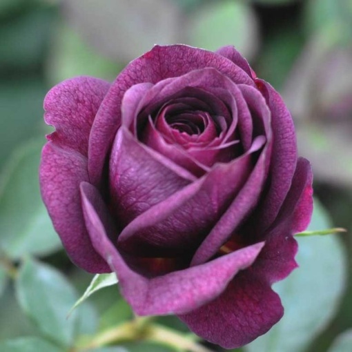 Trandafiri Floribunda - Purple Eden - Ghiveci 2L - Anul 3