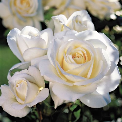 Trandafiri Floribunda - White - Ghiveci 2L - Anul 3