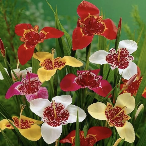 Trigridia - Pavonia mixt – Pachet 5 bulbi