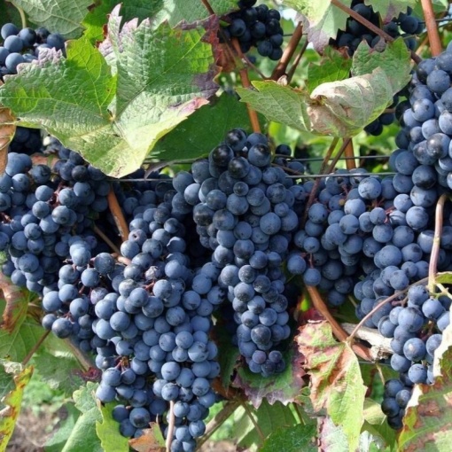 Vita de Vie Vitis Vinifera - Anul 2 - Ghiveci 2L - Aqua Flowers