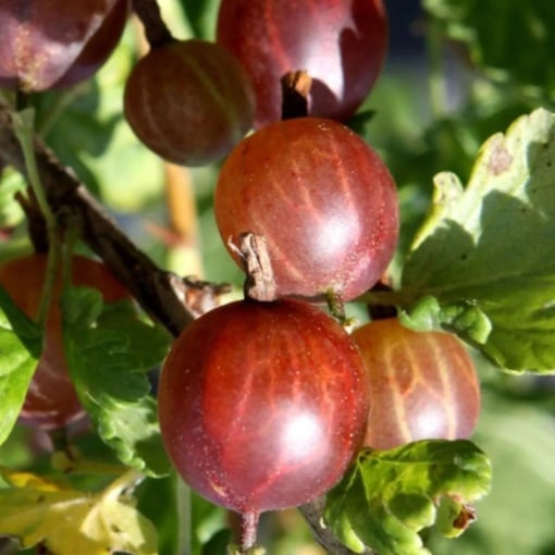 Agriș Roșu Red Invicta - Tufă Rezistentă cu Fructe Dulci-Acrișoare, Ghiveci 2L - Aqua Flowers