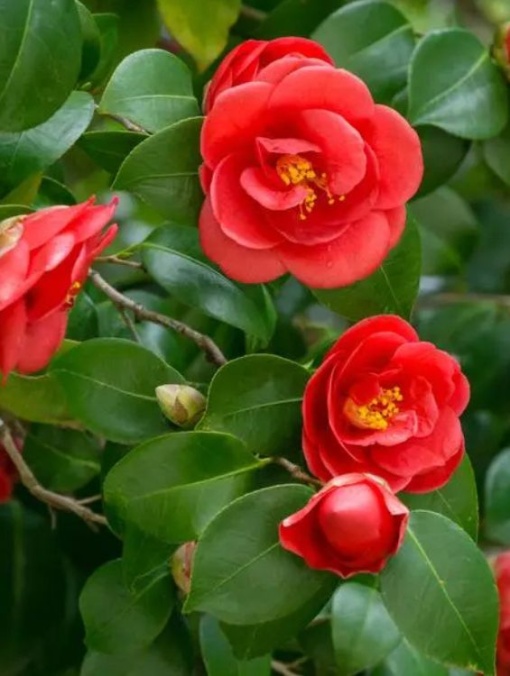 Arbore/arbust - Camellia Japonica - Aqua Flowers