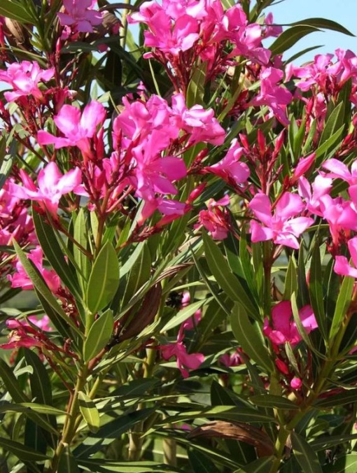 Arbore/arbust - Leandru (Nerium Oleander) - Aqua Flowers