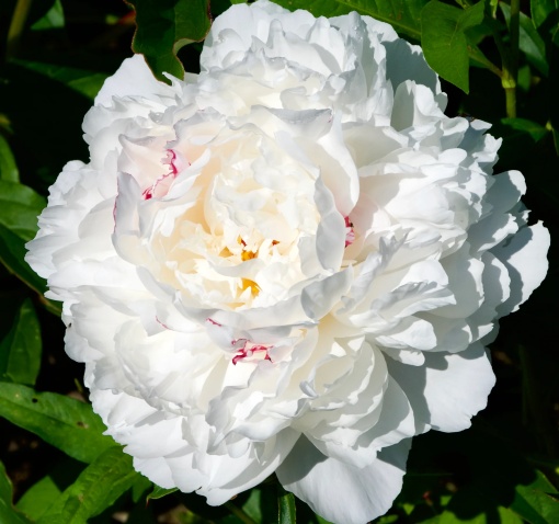 Arbust ornamental - Bujor Festiva Maxima - ghiveci 3L