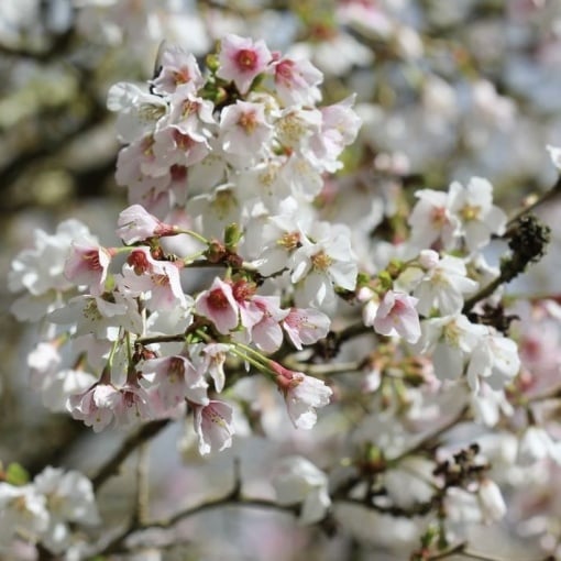 Arbust ornamental - Cireș Japonez - Kojo No Mai - ghiveci P9 - Aqua Flowers - Img 1