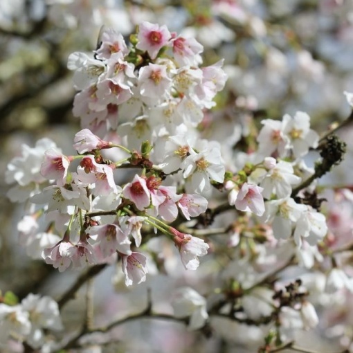 Arbust ornamental - Cireș Japonez - Kojo No Mai - ghiveci P9