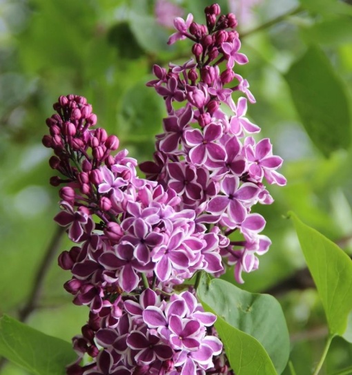 Arbust ornamental - Liliac Sensation - rădăcină împachetată - Aqua Flowers