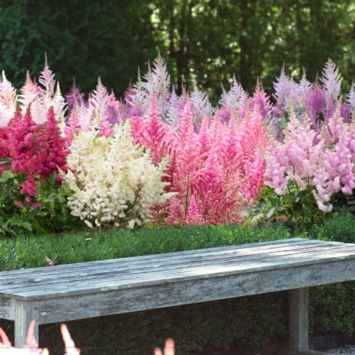 Astilbe - Mix – Pachet 3 Rădăcini - Aqua Flowers