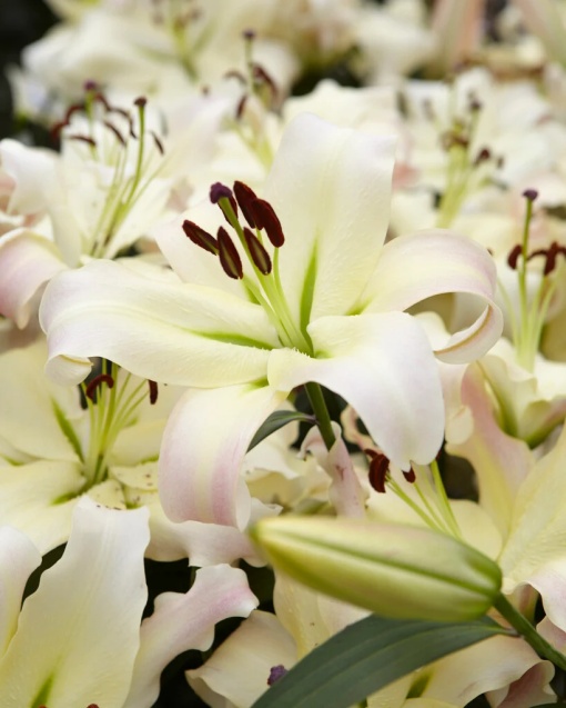 Bulb Crin Pretty Woman – Pachet 1 Bulb