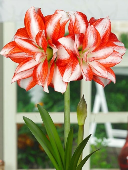 Bulbi Amaryllis - Exotic Peacock - Aqua Flowers