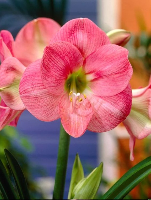 Bulbi Amaryllis Susan - Aqua Flowers