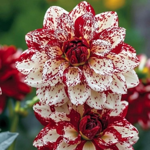 Bulbi Dalia Gigant Blood Stained - 1 Bucată (Rădăcină)