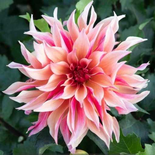 Bulbi Dalia Gigant - Rosabella - 1 Bucată (Rădăcină)