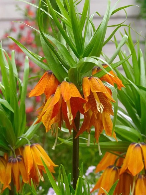 Bulbi Fritillaria - Aurora - Aqua Flowers