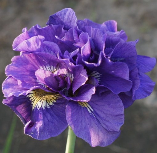Bulbi Iris Sibirica - Double Standard – Pachet 1 Bulb