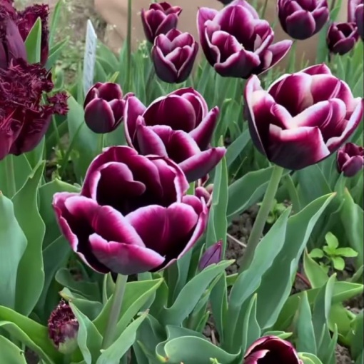 Bulbi Lalele Triumph Fontainebleau – Pachet 5 Bulbi