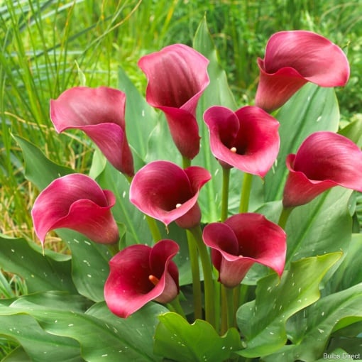 Cală - Ruby Sensation – Pachet 1 bulb - Aqua Flowers