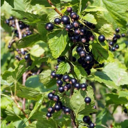 Coacăz Negru Tiania - Tufă Viguroasă cu Fructe Aromate, Rădăcină Ambalată - Aqua Flowers