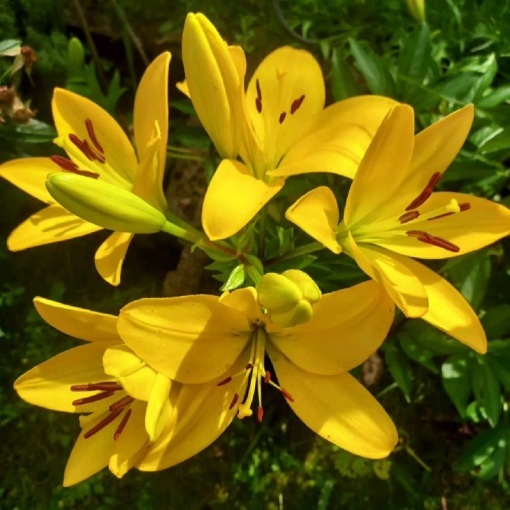 Crin Golden Tycoon – Pachet 1 Bulb