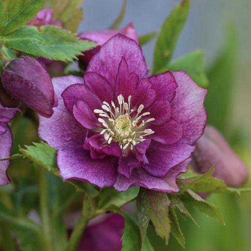 Helleborus - Spânz - Double Pink Nova Viv – Pachet 1 Rădăcină